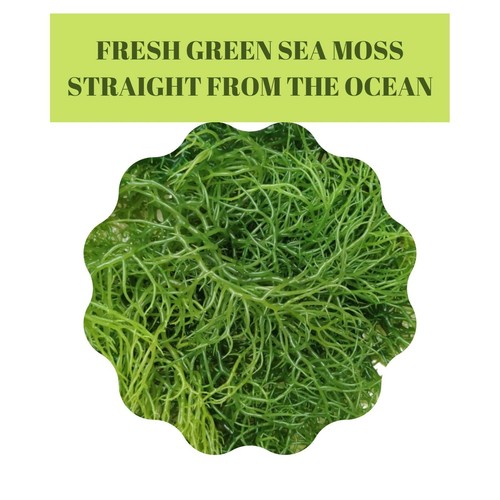 Seamoss verde selvaggio - seamoss,